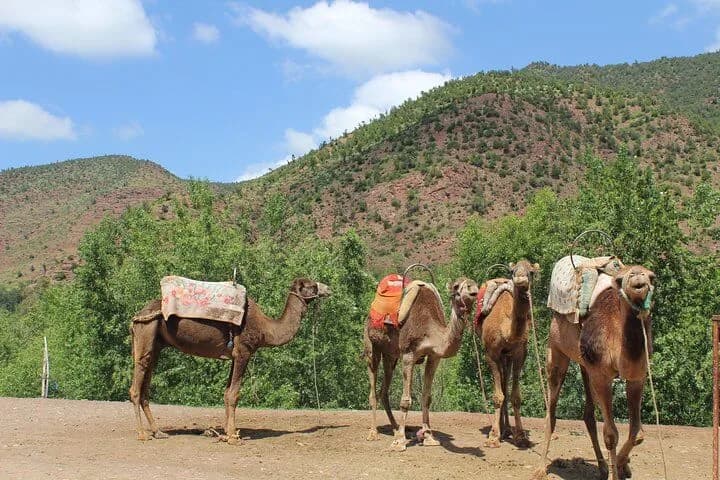 Excursion Vallée de l'Ourika au départ de Marrakech à Vallée de l'Ourika, Maroc - photo 2 | excursion premium depuis Marrakech