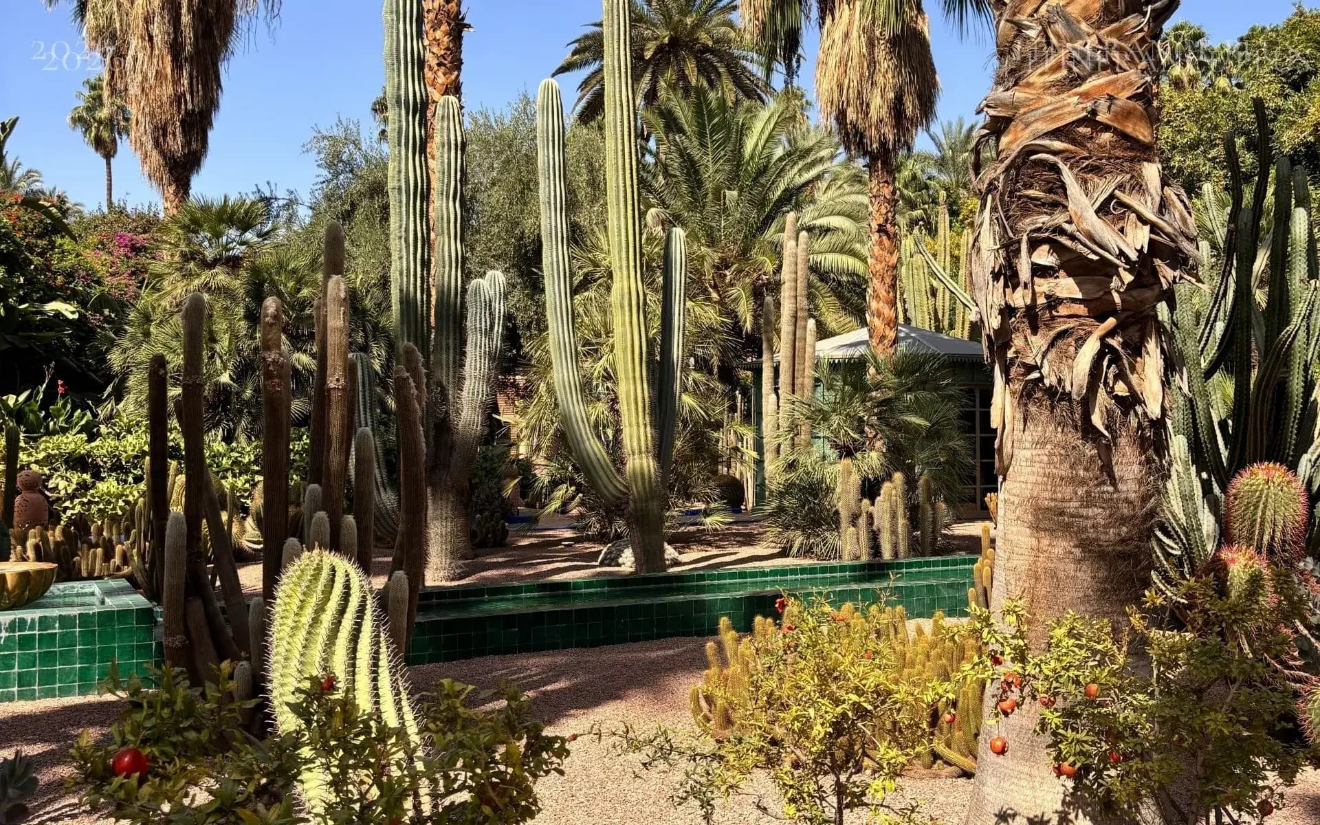 Majorelle Garden: an immersion in the cobalt blue of Marrakech