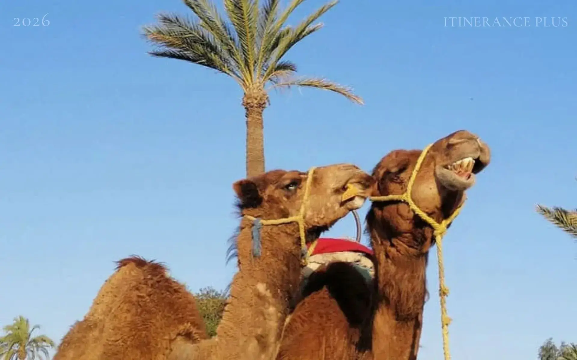 Paseo en Dromedario por El Palmeral de Marrakech: Una Inmersión Auténtica en Marrakech, Marruecos - experiencia premium con Itinerance Plus