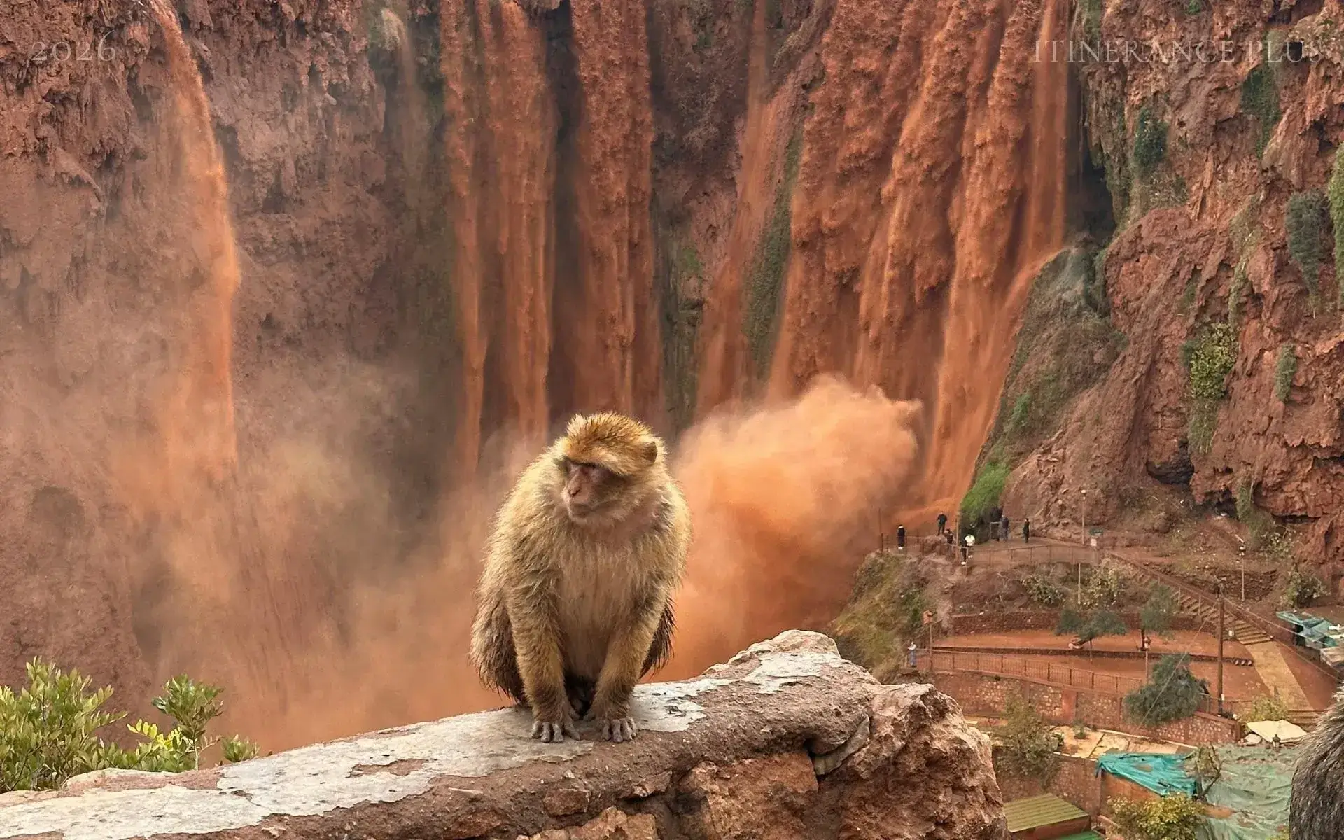 Écosystème et biodiversité du Moyen Atlas - article conseil voyage Marrakech et Maroc | Itinerance Plus