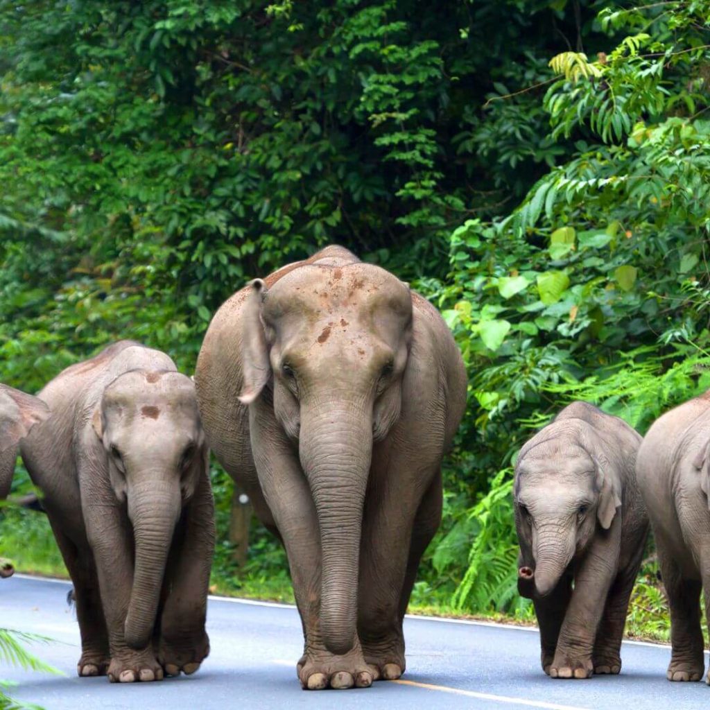 Elephants Thailand